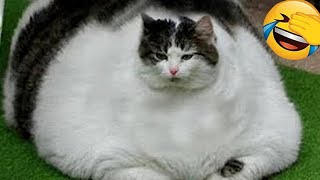 Funny Moments of Cats | Funny Video Compilation - Fails Of The Week