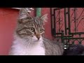 ふらふらな状態で犬にお別れを伝えに来た猫に泣けた(最期まで一緒に散歩がしたかった猫)The Cat Who Came to Say Goodbye