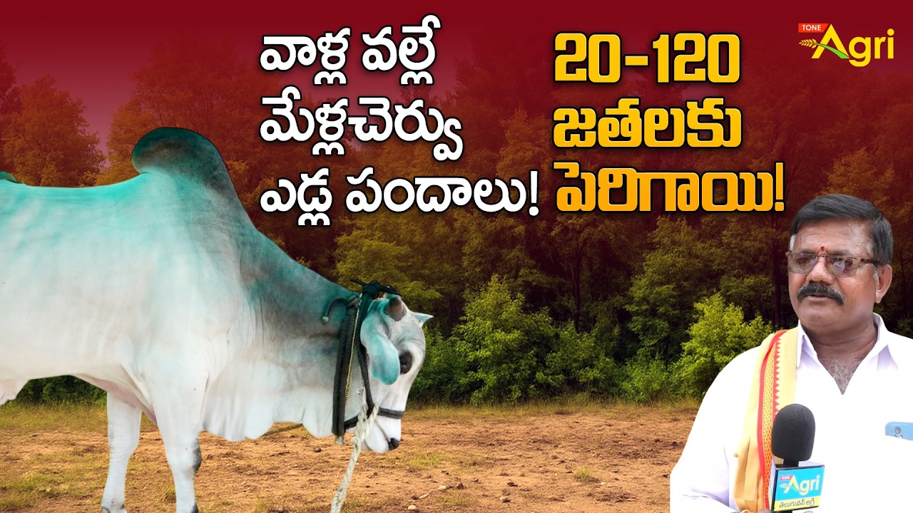 History of Mellacheruvu Bull Race | వాళ్ల వల్లే మేళ్లచెర్వు ఎడ్లపందాలు 120జతలకు పెరిగాయి.. Tone Agri