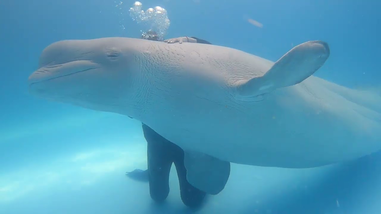 Анапа дельфинарий, плаваем с белухой по имени Пузырик