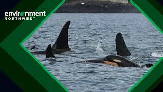 Welcome J62: A new female orca joins the Southern Resident family Welcome J62: A new female orca joins the Southern Resident family