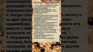 Борьба с муравьями #борьба #сад #огород #муравьи #полезныесоветы #shortvideo #реки