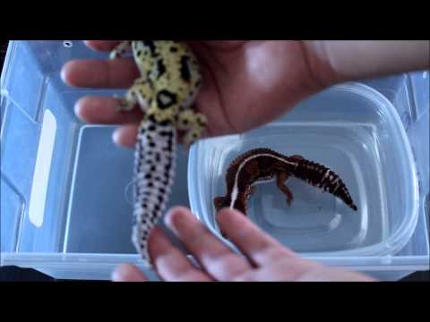 Video: Las diferencias entre las colas de grasa africanas y los geckos leopardo