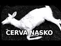 Cerva Nasko