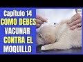 ⚠️ ¿CÓMO PREVENIR Y EVITAR EL MOQUILLO EN PERROS CON  LA VACUNA? ⚠️