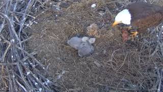 Fort St Vrain Eagles~When The Parent Leaves Leaves Bonking Begins-Mom Offers More Food_4/21/24 by chickiedee64 249 views 2 weeks ago 6 minutes, 16 seconds