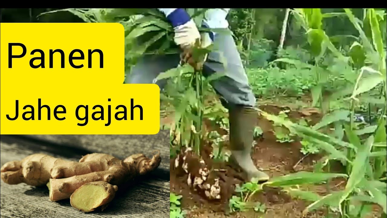 Panen jahe gajah yang sangat bermanpaat untuk di konsumsi YouTube