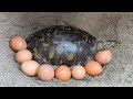 Finding Tortoise and Eggs in Soil Hole | Boy Searching Tortoise