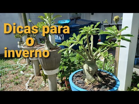 Vídeo: Adubo de outono para rosas: quando e como aplicar. Cuidados com rosas no outono, preparação para o inverno