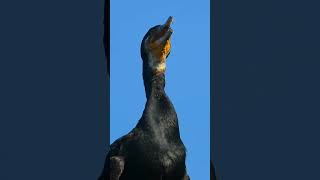 Great Cormorant Sounds, Cormorant Calling, Part1