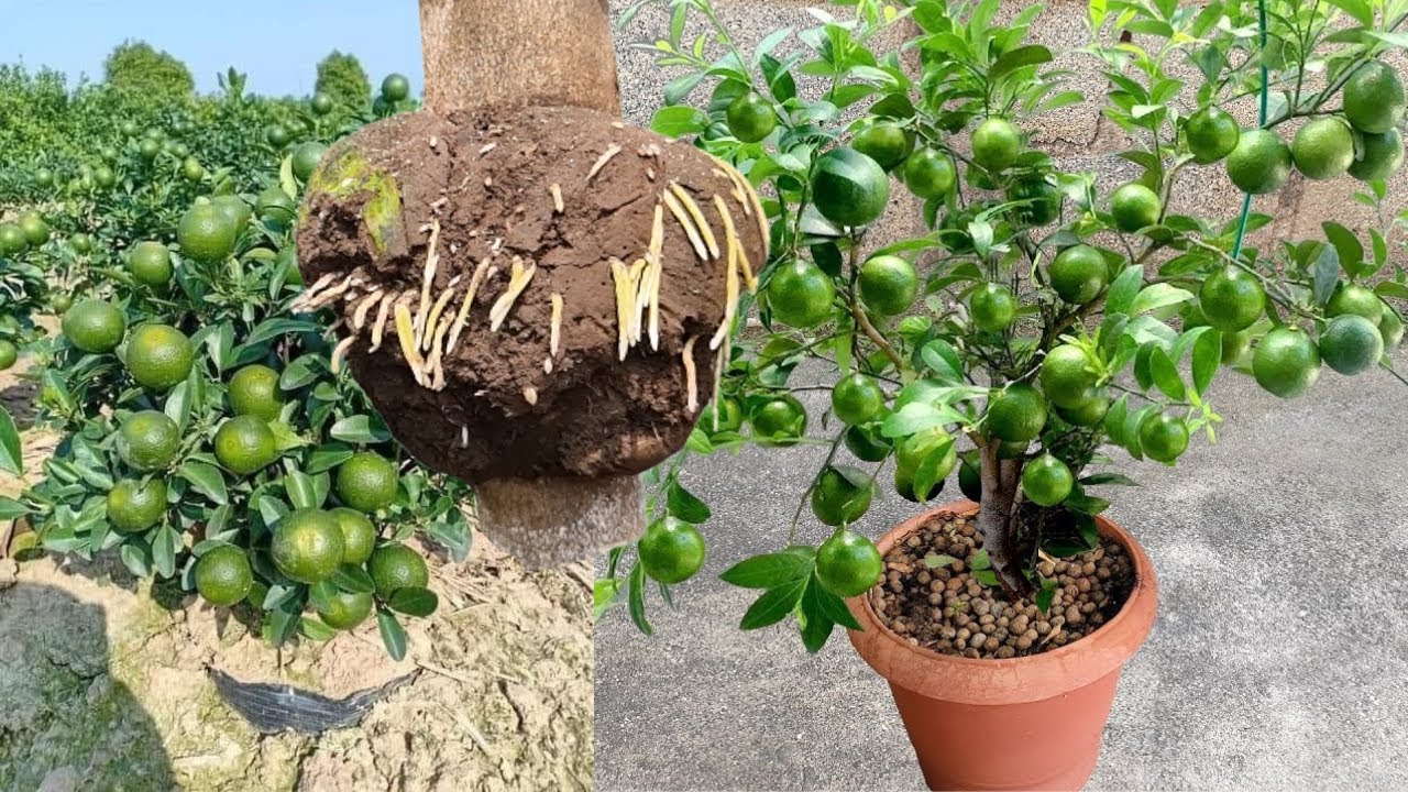 Cientos de Limones en Casa y Maceta enraizando Ramas Gruesas de limón ...