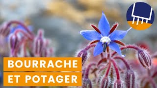 Découvrez les bienfaits de la bourrache dans votre jardin biologique !