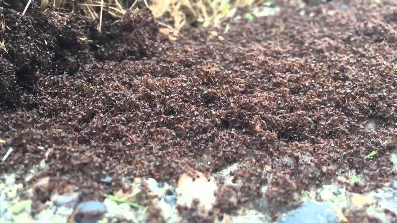 Swarm of ants in Seattle - YouTube