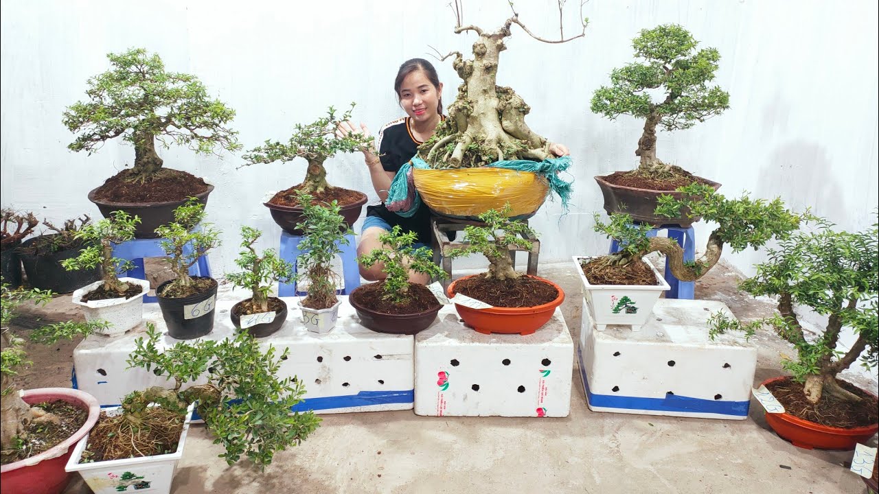 clip129 ltk bonsai lợi nguyên rao bán lô mai chiếu thủy hàng mới, đẹp