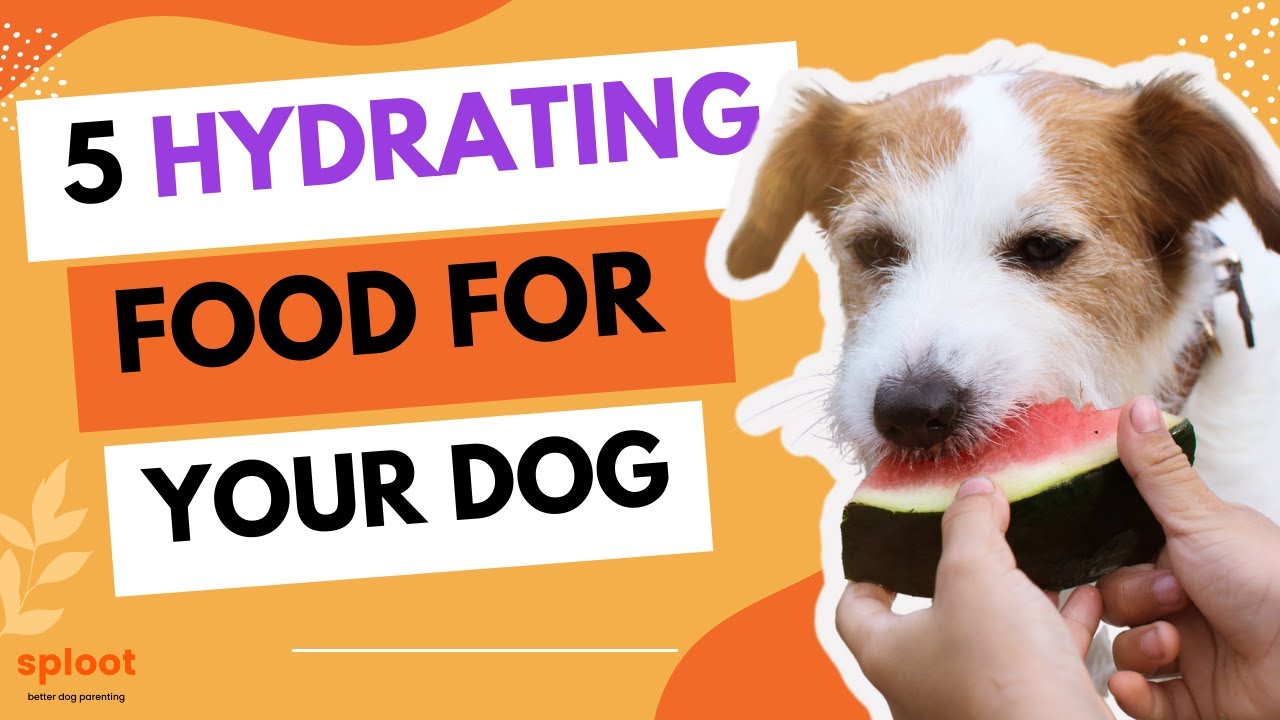 The Top 5 Foods to Keep Your Dog Hydrated