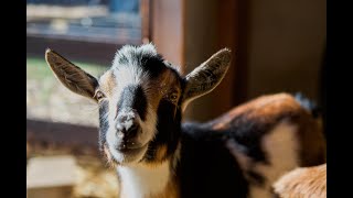 How Do I Have Goats In My Suburban Backyard?