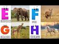 Alphabet Animals Song | Learn the ABC Alphabet Animals Song for Kids | ABC Alphabet Phonics Song