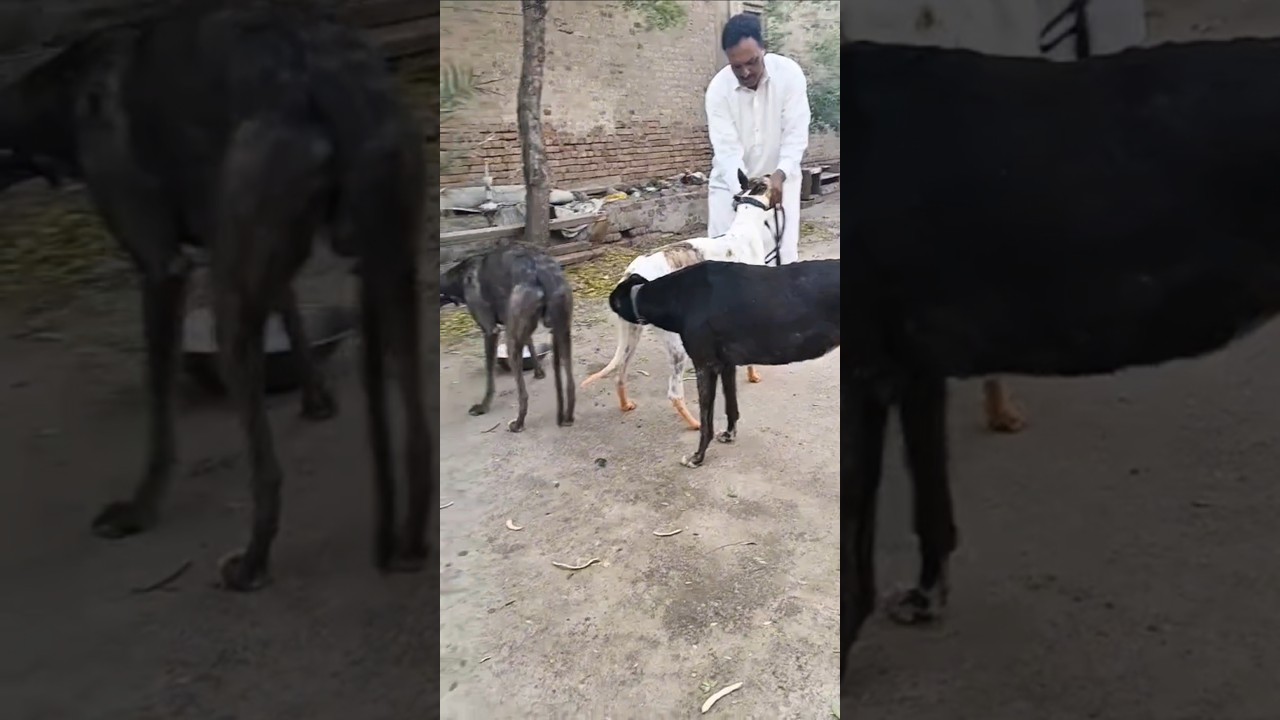 Greyhound dog #dog #greyhound