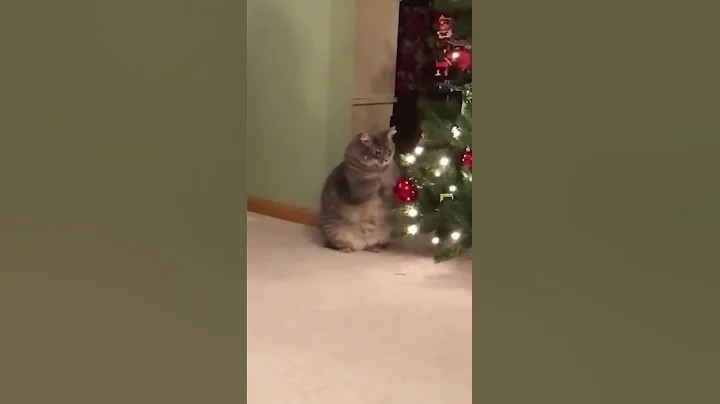 Watch the video about Little Cat Punhing Christmas Tree - Happy New Year Meow #shorts