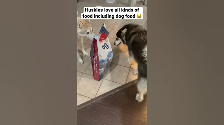 Huskies love all kinds of food including dog food #shorts #cute #dog #funny