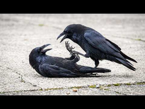 Unhinged Crows, Birds Being Absolutely Hilarious! 😂 Funniest Animal Videos