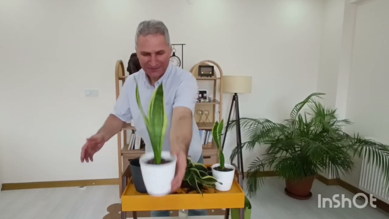 Paşa Kılıcı Bitkisi nasıl yetişir, bakımı nasıldır? #toprak #gübre #sera #tarım #bitkiler 