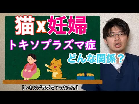 猫とトキソプラズマ症と妊婦さんについてのお話【小動物獣医師のお話 Vol .21】