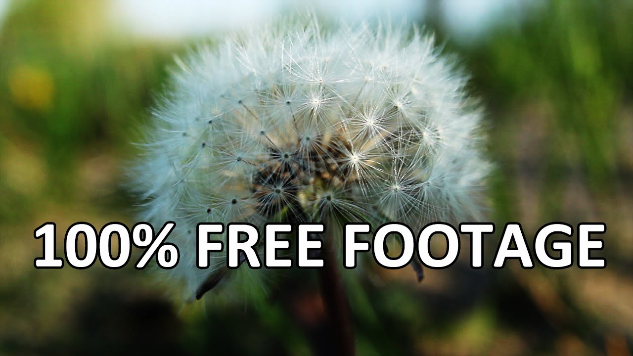 clips for crocs Beachfront B-Roll: Dandelion Windy (Free to Use HD Stock Video Footage)