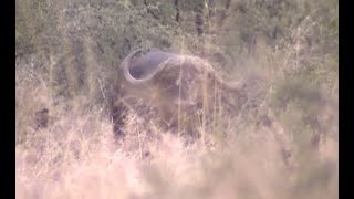 Hunting the Cape Buffalo of Eden