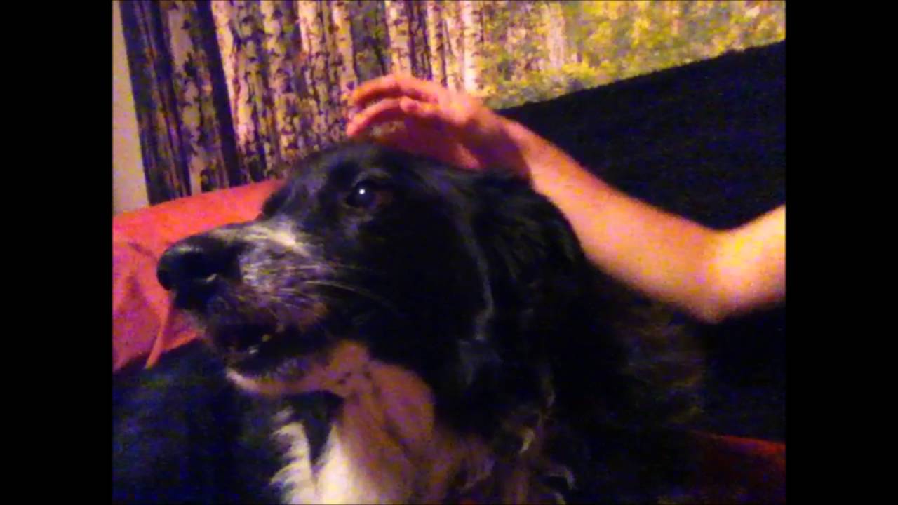 Dog Casy wants to be petted YouTube