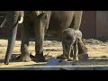 Public celebrates baby elephant kirks arrival at toledo zoo with baby elephant baby bash