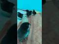 Hen baby #youtube #youtubeshorts #ytshorts #shortvideo #shorts #hen #funny #animals