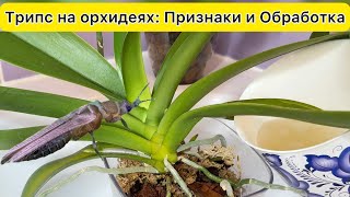 ТРИПС на орхидеях! Не пропусти эти ПРИЗНАКИ трипса на орхидеи / ОБРАБОТКА орхидеи от трипса