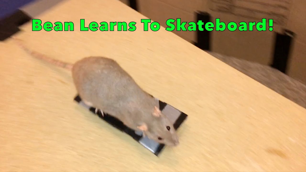 Bean Learns to Skateboard! YouTube