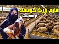 فارم بزرگ پرورش گوسفند در کابل گزارش فرشته عظیمی