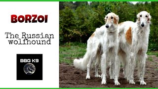 Borzoi | The Russian wolfhound | dog breed [facts] | BBG K9