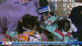Second Chance Pets: Harvey and Heidi