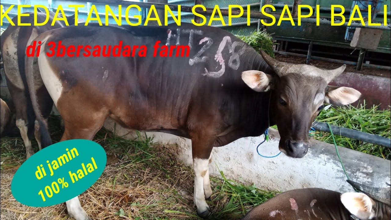 sapi bali qurban 2022 - YouTube
