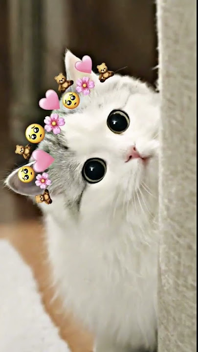short kucing lucu imut Kawai๐ป๐part 1