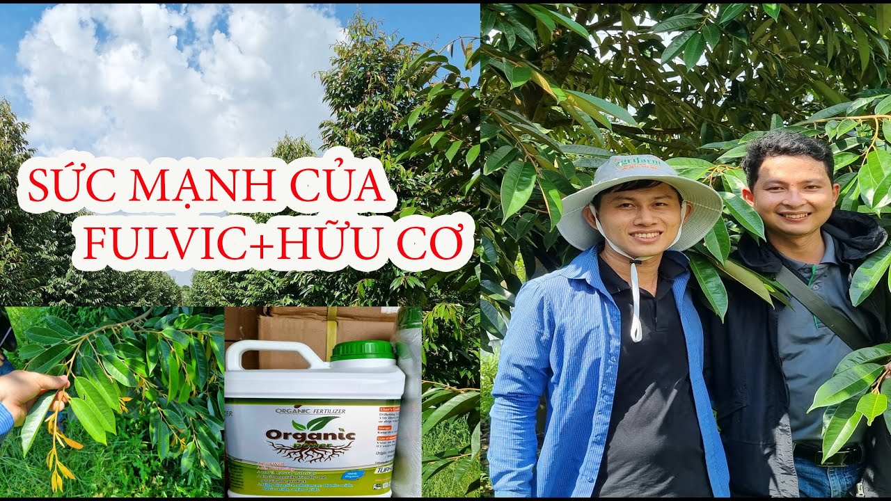 RỂ KHỎE-LÁ XANH và sức mạnh của Organic Power (Kích Rễ Thổ Nhĩ Kỳ) lấy ...