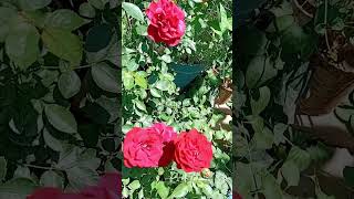 #rosas #planta #jardín