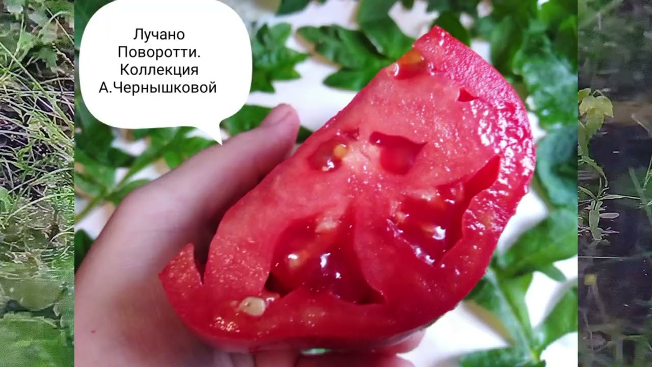 Сорта из моей коллекции.. Очередная порция томатной красоты...  