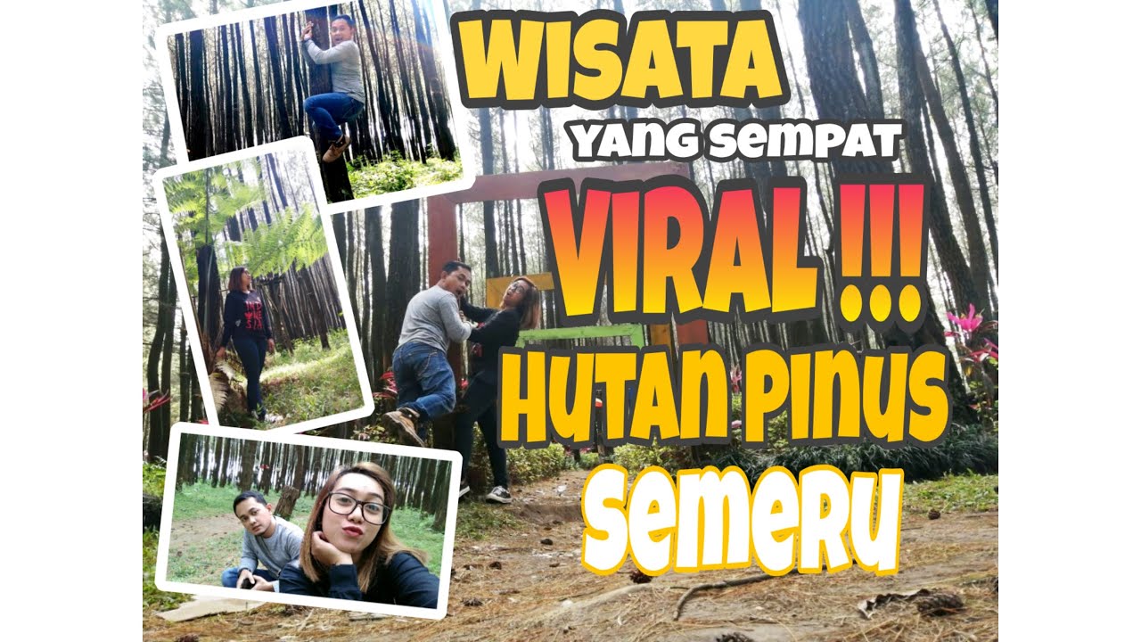 Keadaan Terbaru Wisata Yang Sempat Viral II Hutan Pinus ...