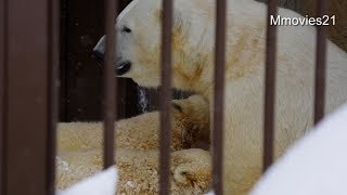 ホッキョクグマ マルルの笹鳴き~Polar Bear nursing