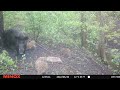 Kā sivēni iemācās berzēties pret darvas koku/Pigglets Learning from Big Wild Boar