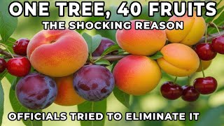 This Tree Grows 40 Different Fruits on One Trunk—So Why Did Authorities Try to Wipe It Out?