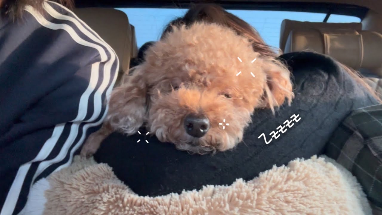 할무니 집 가는 길 (4시간…)