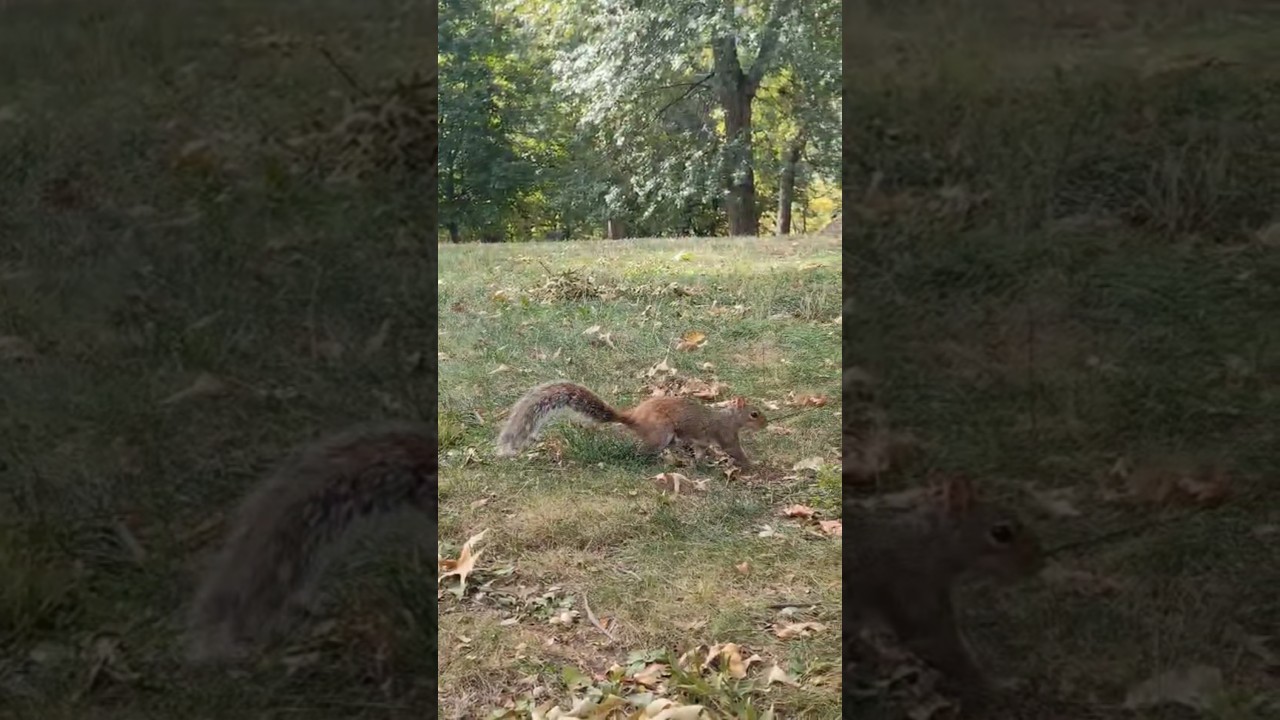 La Ardilla de Ice Age! 🐿️ 