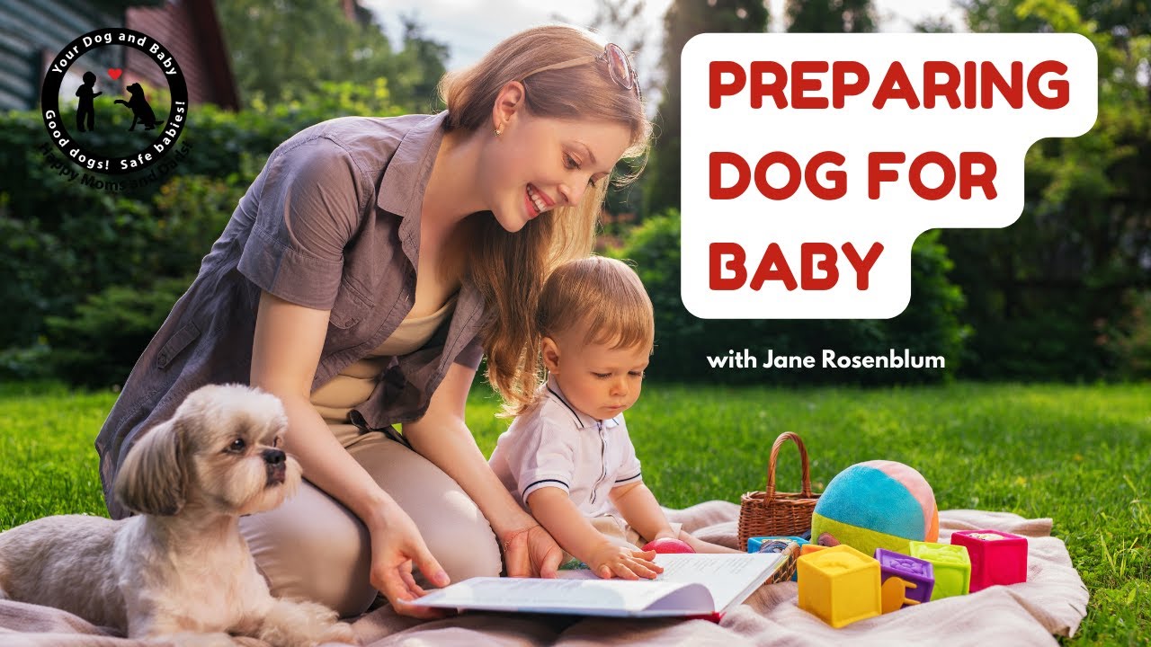 Dog Behavior Preparing Dog For Baby YouTube