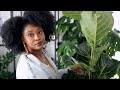 Fiddle Leaf Fig Update &amp; Repotting | Ficus Lyrata #PlantBae